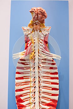 The human spine model,