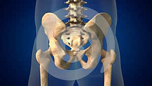 Human spine with pelvis medical background