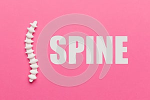 Human spine on pink background. Health of back, neck and lower back. Treatment of skeletal diseases