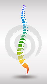 Human spine. Rainbow gradient colored backbone