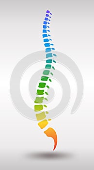 Human spine. Rainbow gradient colored backbone photo