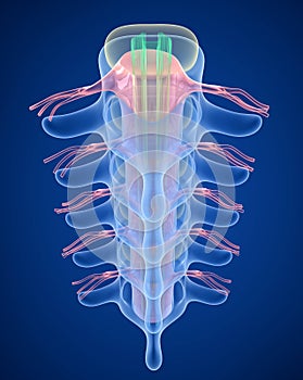 Human Spine x-ray view,