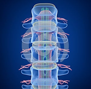 Human Spine x-ray view