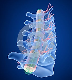 Human Spine x-ray view