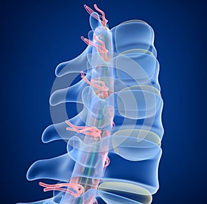 Human Spine x-ray view,