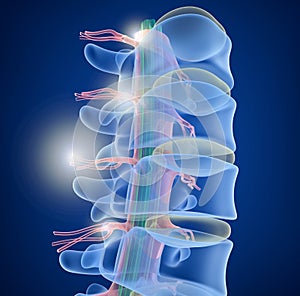 Human Spine x-ray view