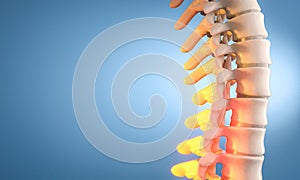 Human spine showing intervertebral discs and vertebrae with back pain 3d photo
