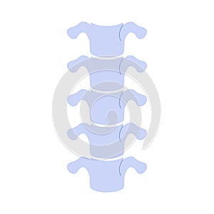 Human spine, simple anatomical vertebral model and medical chart