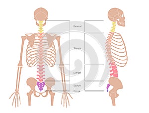 Human spine structure anatomy