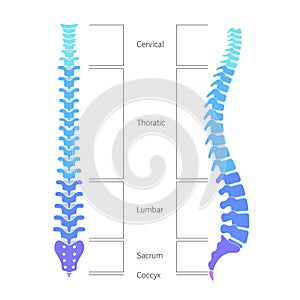 Human spine structure anatomy