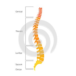 Human spine structure anatomy