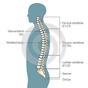 Human spine structure diagram medical science