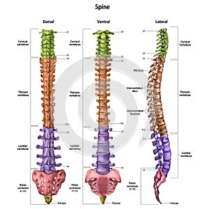 The human spine vertebral column with the name and description of all sites. Dorsal, lateral, ventral sides. Human anatomy.