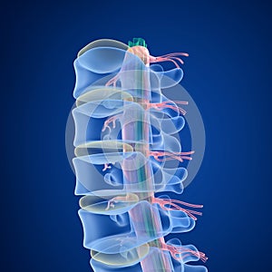 Human Spine x-ray view,