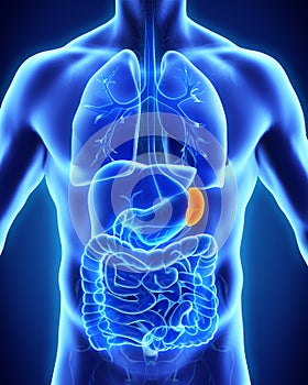 Human Spleen Anatomy