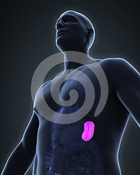 Human Spleen Anatomy