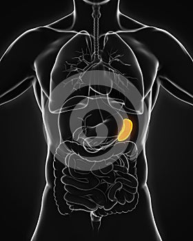 Human Spleen Anatomy