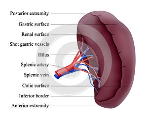 Human spleen anatomy. Unpaired parenchymal organ of the abdominal cavity. Gland. Splenic vein. Realistic 3d vector isolated