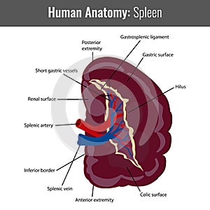 Human Spleen detailed anatomy. Vector Medical photo