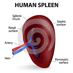 Human spleen photo