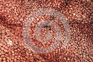 Human squamous epithelium under the microscope photo