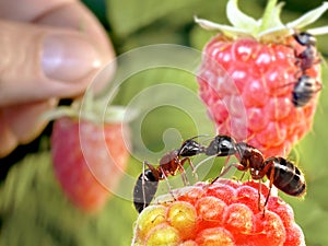 Human stealing raspberry till ants are kissing