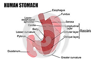 Human stomach photo