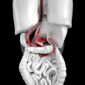 Human stomach. 3d anatomical illustration. Contains clipping path