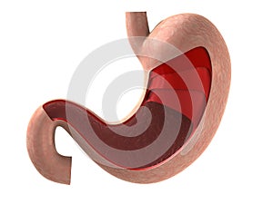 Human stomach