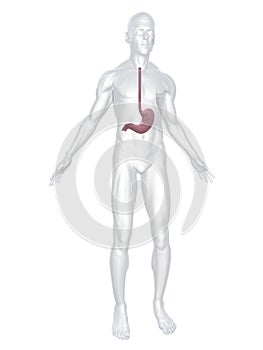 Human stomach photo