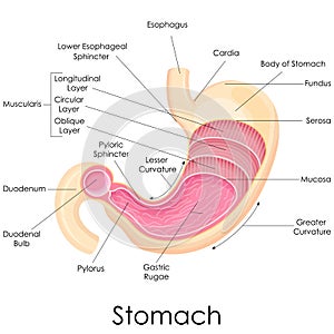 Human Stomach Anatomy