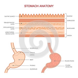 Human stomach anatomy