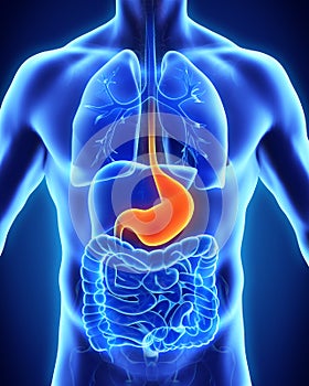 Human Stomach Anatomy photo