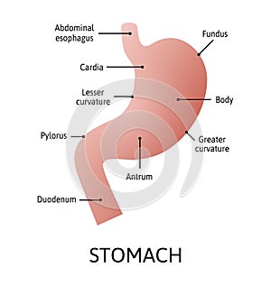 Human stomach anatomy isolated on white background. Stomach and digestion organ system, vector illustration marked with lines. photo