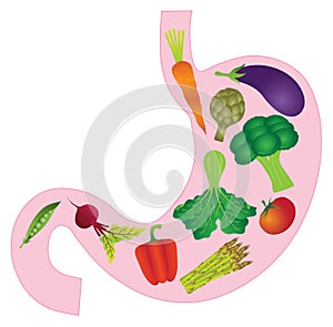 Human Stomach Anatomy with Vegetables Vector Illustration