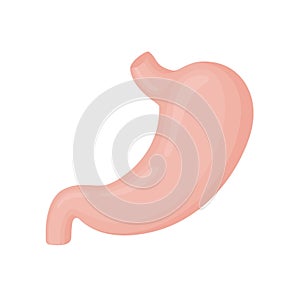 Human stomach flat style vector colorful illustration. Internal organ icon, logo. Anatomy, medicine concept. Healthcare