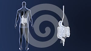 Human Stomach and Intestine zoom with Anatomy