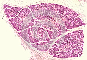 Human submandibular gland photo