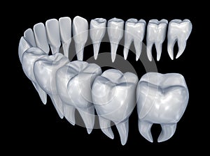 Human Teeth 3d instalation. Medically accurate dentistry 3d anatomy