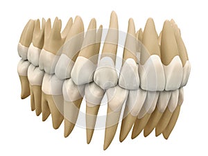 Human teeth. Anatomy correct occluded dental arch. 3D illustration of the human dental arcade. Correct human teeth occluded. Anato