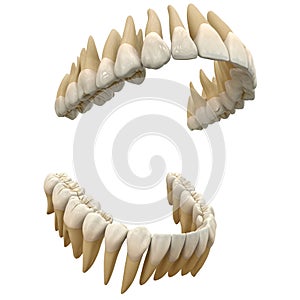 Human teeth. Anatomy correct open dental arch. 3D illustration of the human  open dental arcade. Correct human teeth. Anatomical r