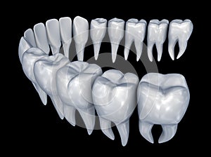 Human Teeth 3d instalation. Medically accurate dentistry 3d anatomy photo