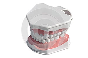 Human teeth, dentures dummy isolated on white background