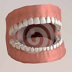 Human teeth - healthy with gums