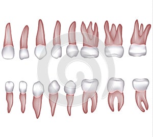 Human teeth illustration