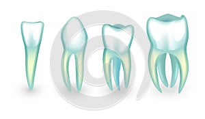 The human teeth. incisor, canine and molarsB