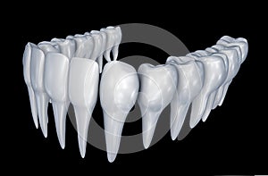 Human Teeth instalation. Medically accurate dentistry anatomy photo