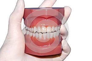 Human teeth model isolated on white