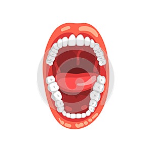 Human teeth, open mouth vector Illustration on a white background