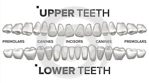 3D Teeth Set Vector. Human Upper And Lower Teeth. Dental Health. Stomatology Dentistry. 3D Clean White Tooth Model